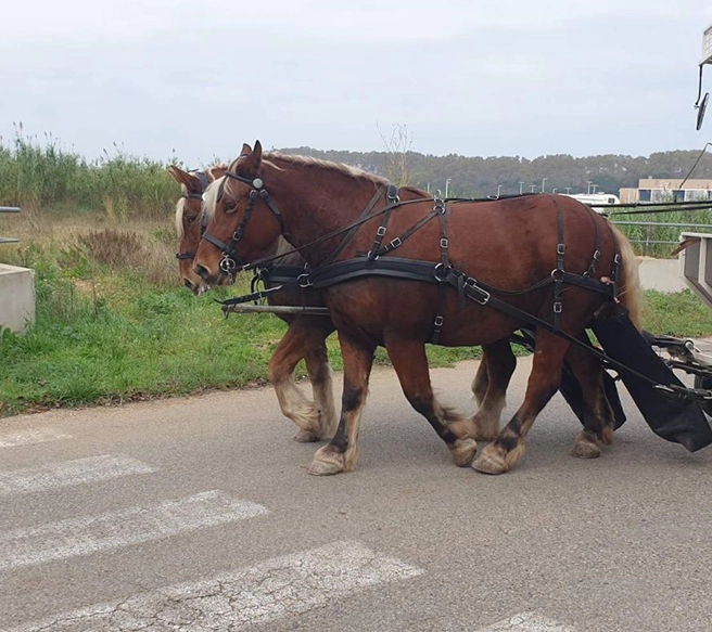 Arrivée de deux nouvelles juments à l'asso Actus