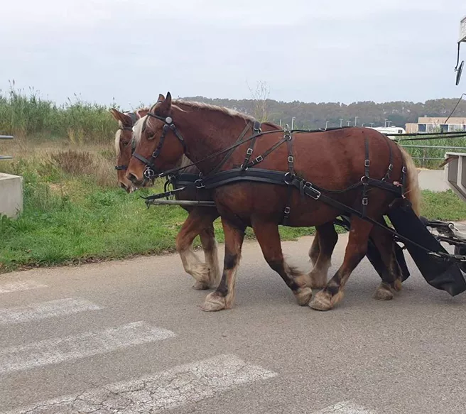 Arrivée de deux nouvelles juments à l'asso Actus